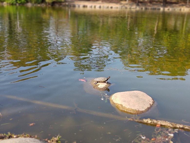 【遊記】第二章，彰化有個不輸「臺北大安森林公園」的公園，溪州公園 (森林區) - 大漠國渡