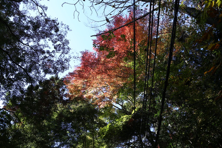 東京 高尾山 河口湖 & 里根場 [富士山] 輕井澤 川越 台場 神宮外苑 渋谷