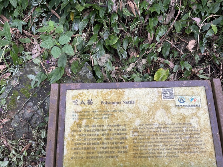 悠然迴旋路-獨立山國家森林步道健行(下)