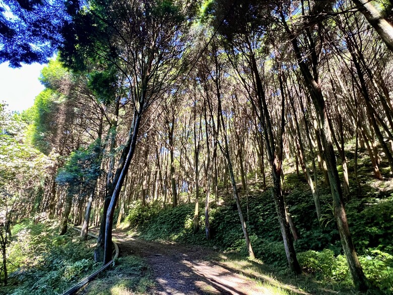 雪山坑林道