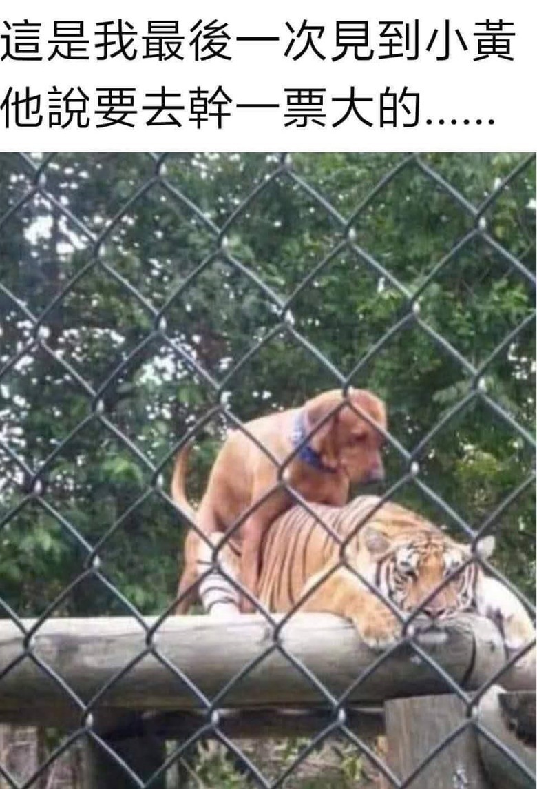 傳說中的虎落平陽被犬欺？