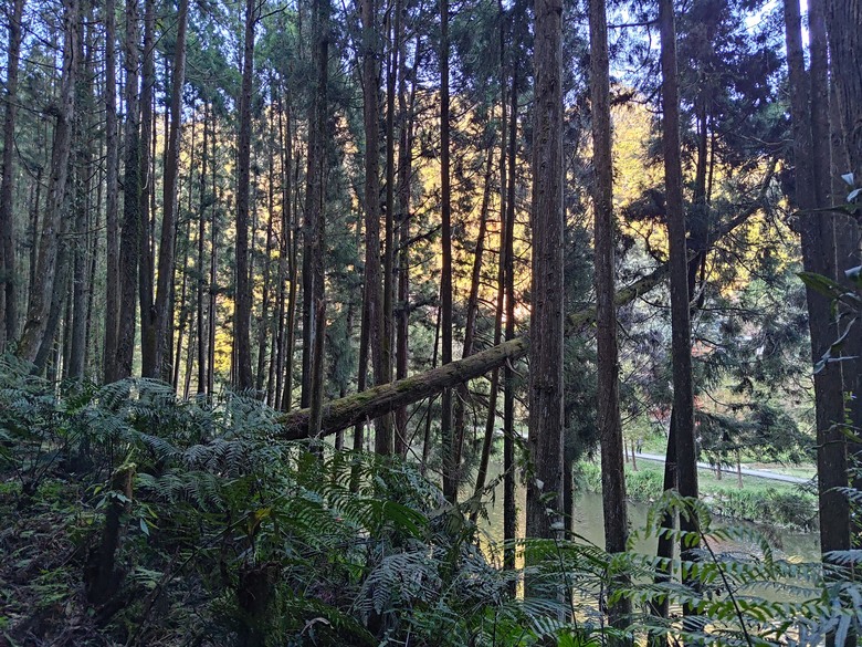 點我看大圖 【遊記】一天欣賞不完的「森林美景」,住宿是更好的選擇,杉林溪森林生態渡假園區 - 大漠國渡