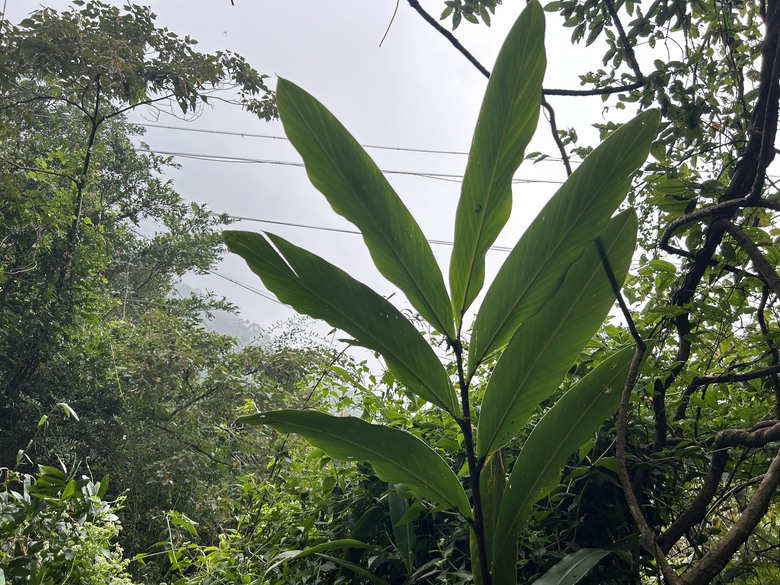 悠然迴旋路-獨立山國家森林步道健行(下)