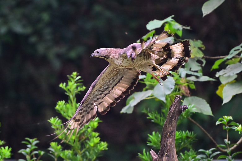 新年快樂！2025年元旦拍蜂鷹。