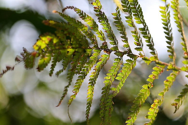 點我看大圖 Canon RF 70-200mm f/2.8L IS USM Z 評測報告|全能望遠變焦神鏡、7.5 級防手震超有感!