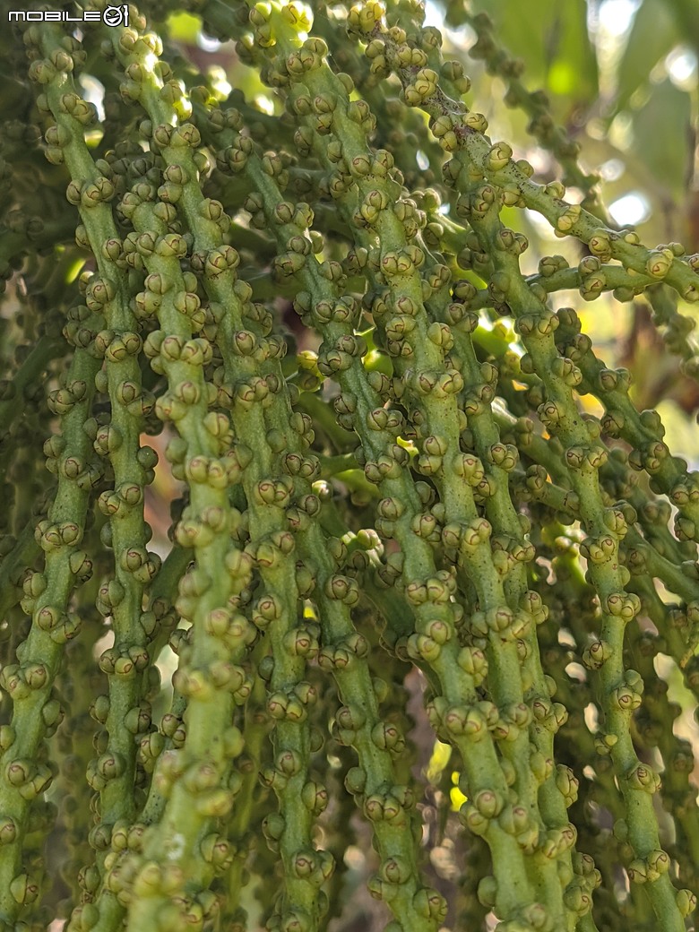 紅花風鈴木+非洲芙蓉 台南市仁德區仁德滯洪池 01/18