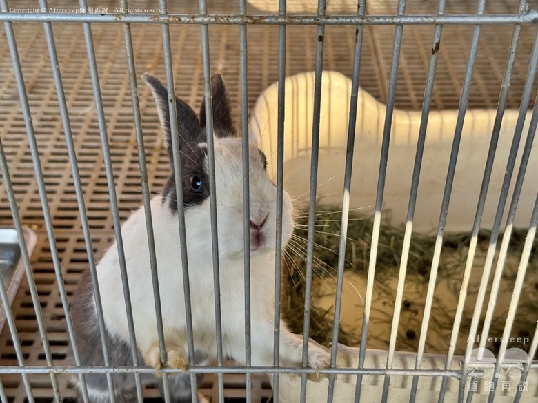 高雄梓官｜嘎逼&牛奶互動園區＿近距離與水豚、狐獴互動親子景點