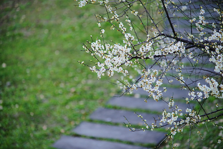 冬寒花開，東門溪