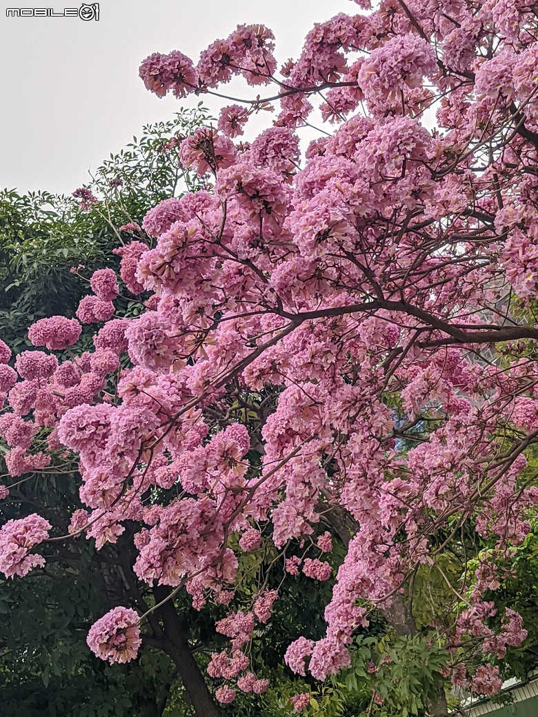紅花風鈴木 台南市東區中華東路一段平實路口 01/01
