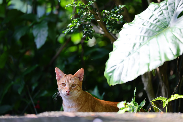 點我看大圖 Canon RF 70-200mm f/2.8L IS USM Z 評測報告|全能望遠變焦神鏡、7.5 級防手震超有感!