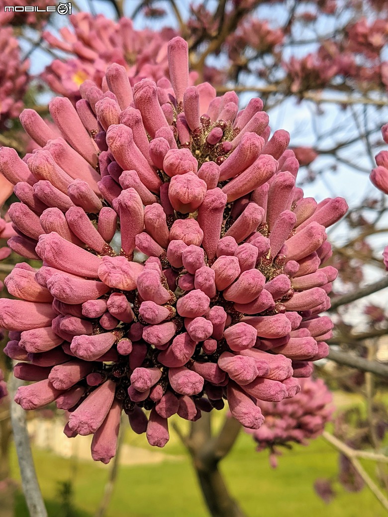 紅花風鈴木+非洲芙蓉 台南市仁德區仁德滯洪池 01/18