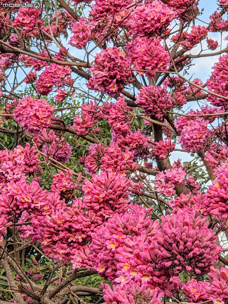 紅花風鈴木+非洲芙蓉 台南市仁德區仁德滯洪池 01/18