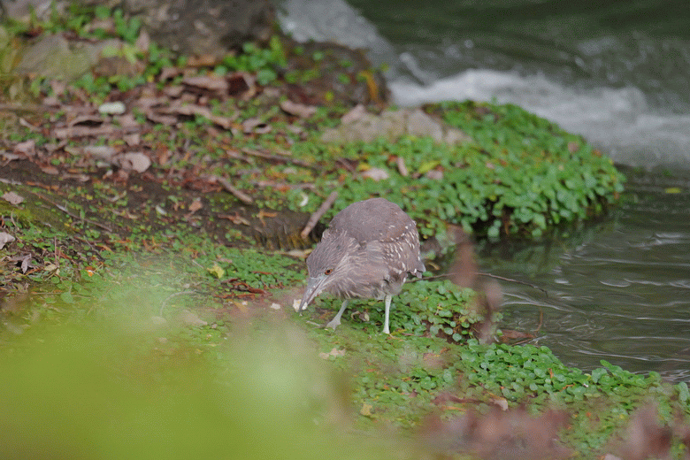 點我看大圖 Leica SL3-S 評測報告|對焦連拍全升級、支援 6K RAW 外錄!