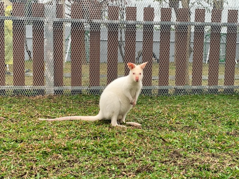 點我看大圖 許多可愛的超萌小動物,有超人氣的水豚君、笑笑羊,可以零距離和牠們互動