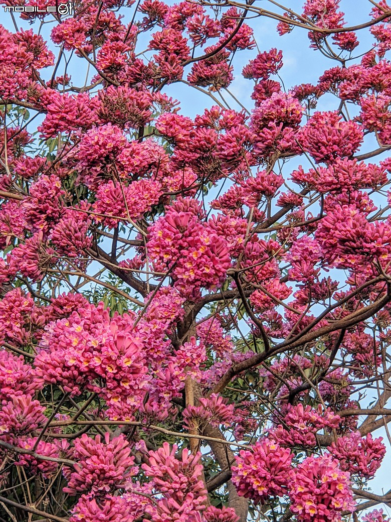 紅花風鈴木+非洲芙蓉 台南市仁德區仁德滯洪池 01/18