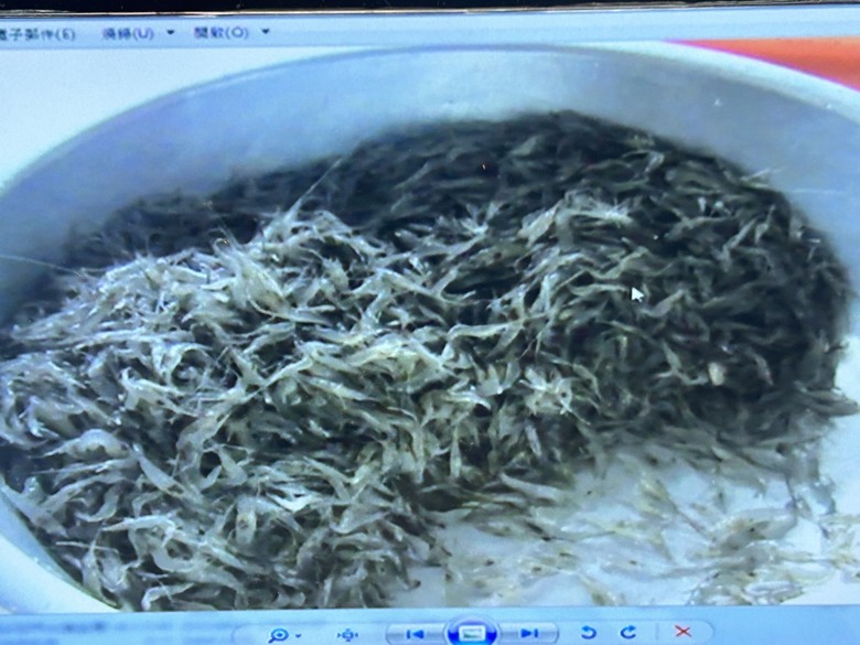 騎 遊 石 門 水 庫 ( 薑 母 島 之 旅 )