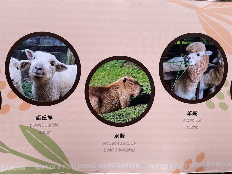 點我看大圖 許多可愛的超萌小動物,有超人氣的水豚君、笑笑羊,可以零距離和牠們互動