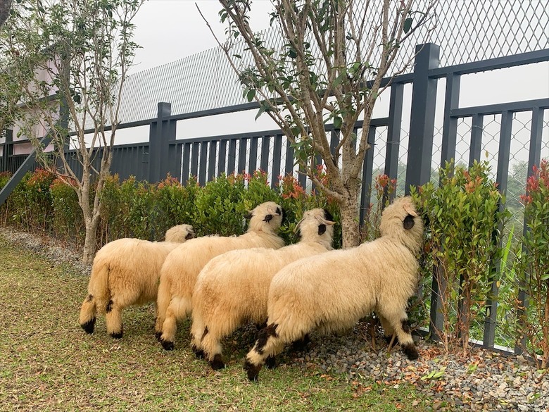 點我看大圖 許多可愛的超萌小動物,有超人氣的水豚君、笑笑羊,可以零距離和牠們互動