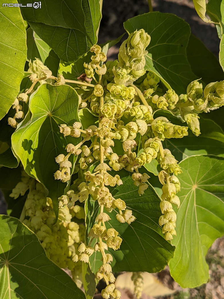 紅花風鈴木+非洲芙蓉 台南市仁德區仁德滯洪池 01/18