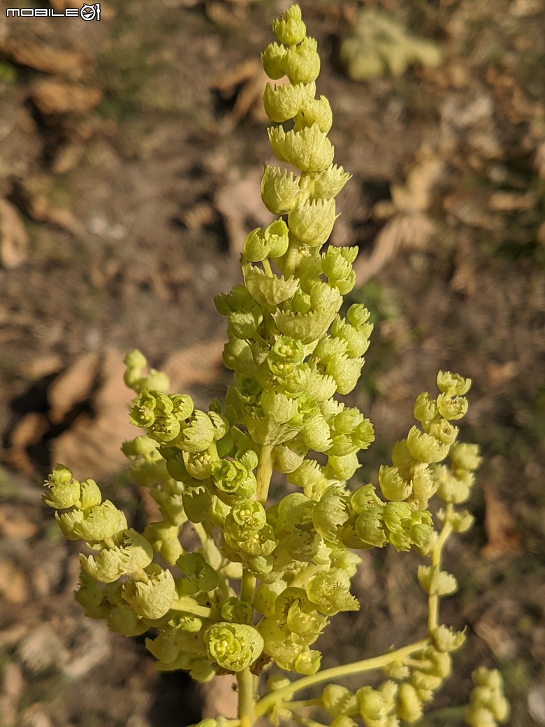 紅花風鈴木+非洲芙蓉 台南市仁德區仁德滯洪池 01/18