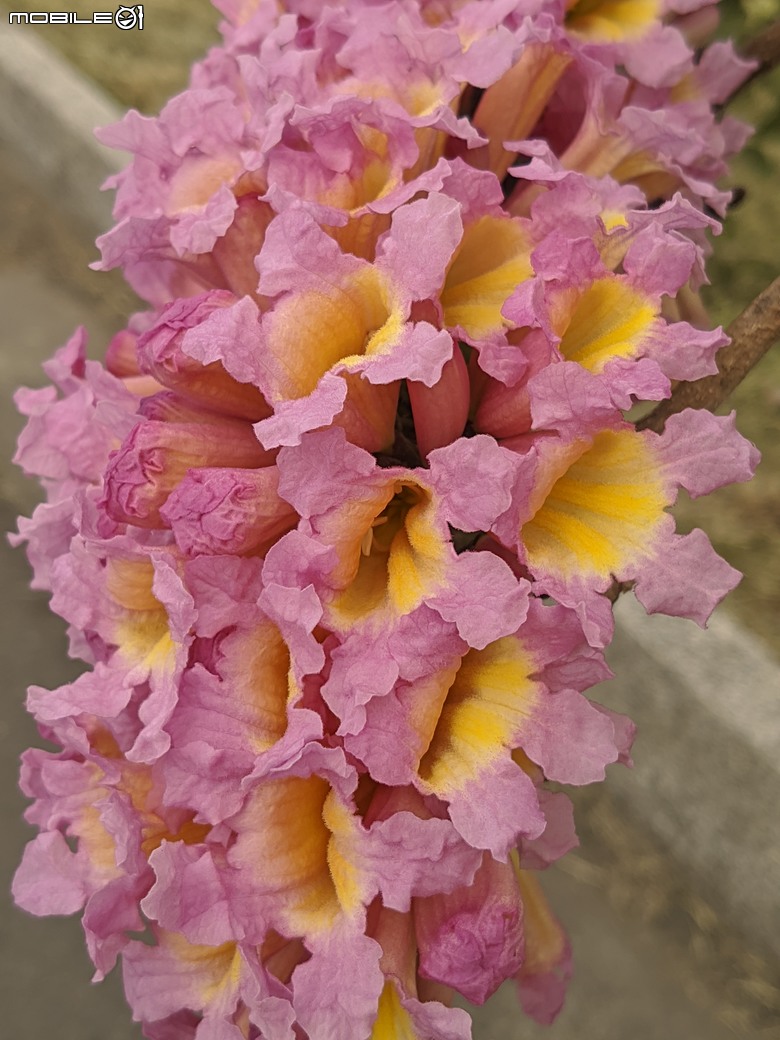 紅花風鈴木+非洲芙蓉 台南市仁德區仁德滯洪池 01/18