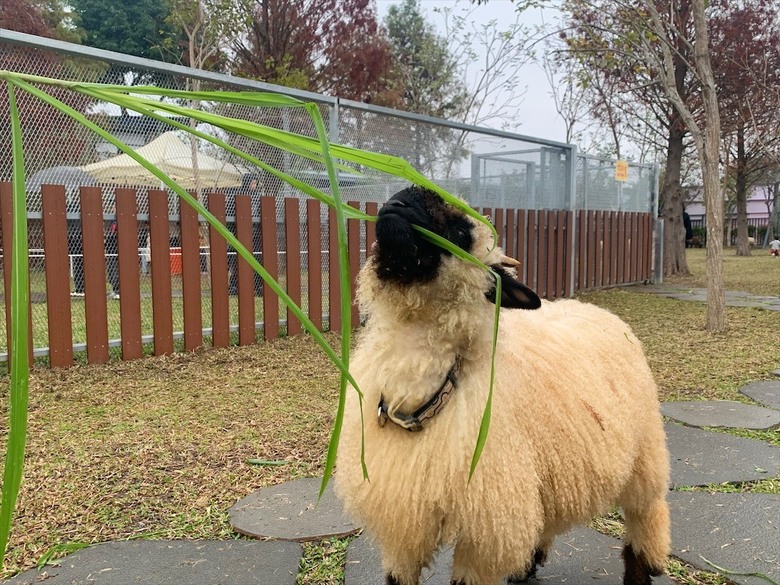 點我看大圖 許多可愛的超萌小動物,有超人氣的水豚君、笑笑羊,可以零距離和牠們互動