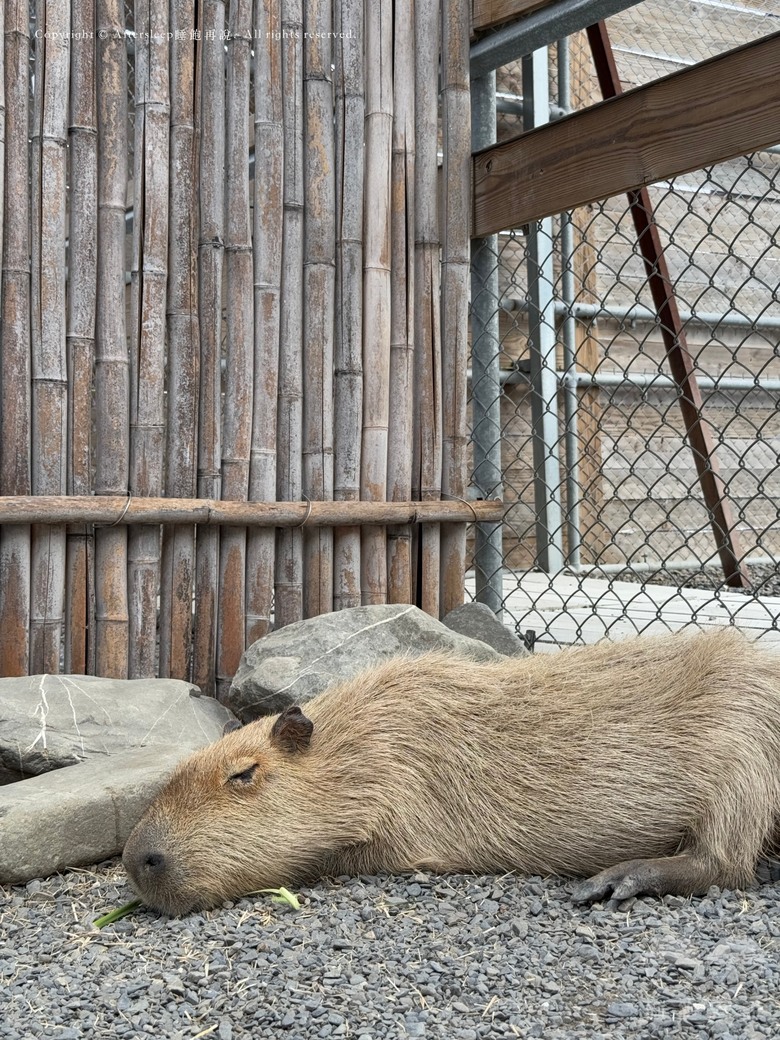 屏東恆春｜墾丁鹿ㄦ島水豚生態園區 Paradise of capybara ＿近距離看到水豚還可以一起游泳／親子放電的療癒好地方