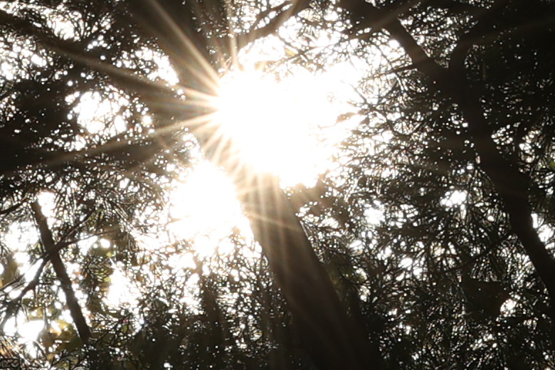 Canon RF 70-200mm f/2.8L IS USM Z 評測報告｜全能望遠變焦神鏡、7.5 級防手震超有感！