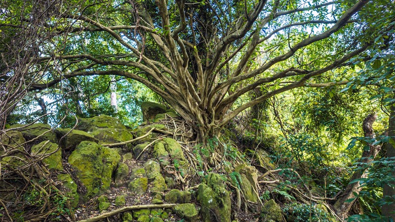走進樹林秘境：山佳到鶯歌的自然之旅！牛埔山→石灰坑山→鶯歌石 9.45km、4h05m