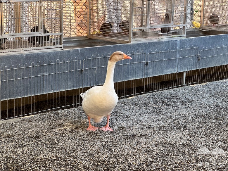 高雄梓官｜嘎逼&牛奶互動園區＿近距離與水豚、狐獴互動親子景點