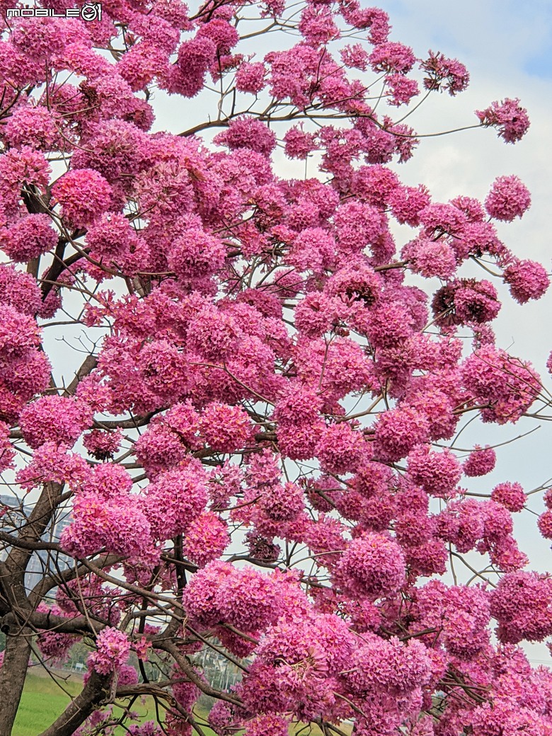 紅花風鈴木+非洲芙蓉 台南市仁德區仁德滯洪池 01/18
