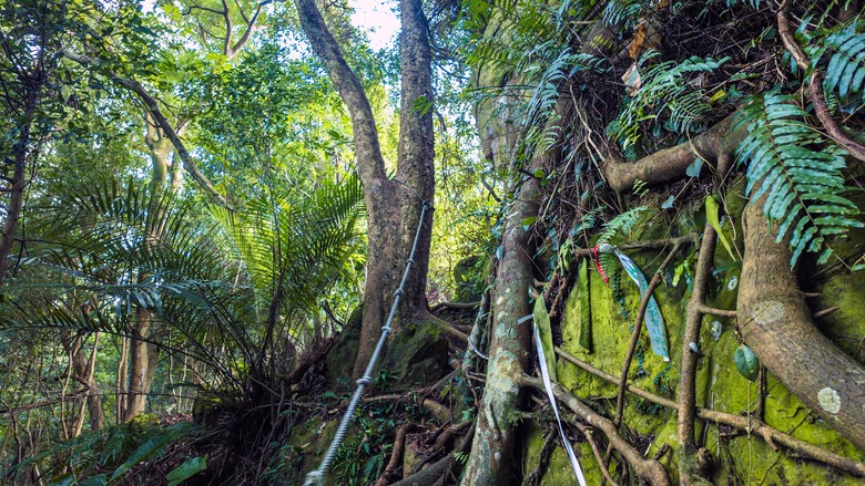 走進樹林秘境：山佳到鶯歌的自然之旅！牛埔山→石灰坑山→鶯歌石 9.45km、4h05m