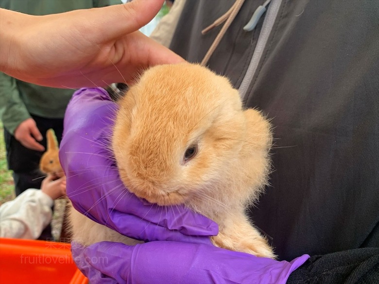 點我看大圖 許多可愛的超萌小動物,有超人氣的水豚君、笑笑羊,可以零距離和牠們互動
