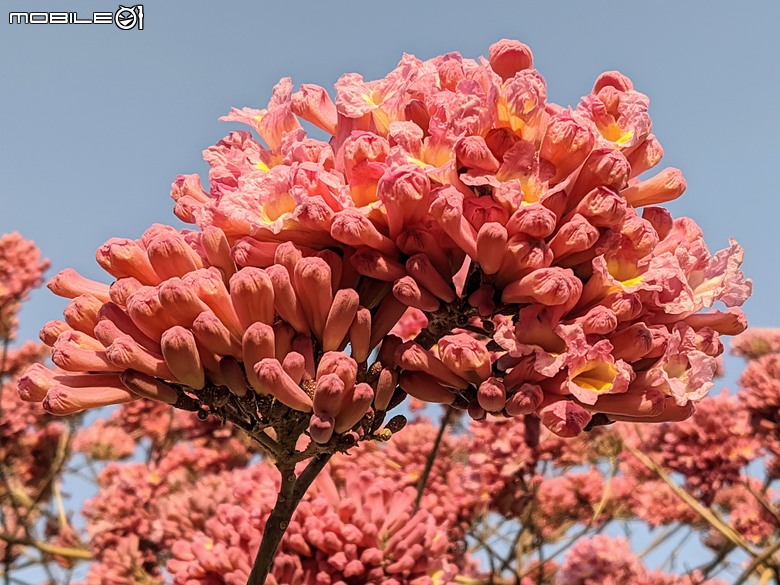 紅花風鈴木+非洲芙蓉 台南市仁德區仁德滯洪池 01/18