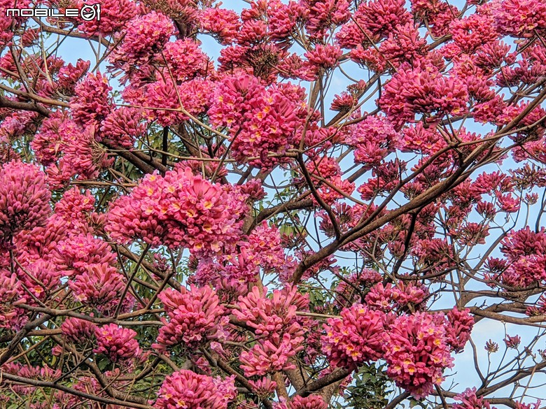 紅花風鈴木+非洲芙蓉 台南市仁德區仁德滯洪池 01/18