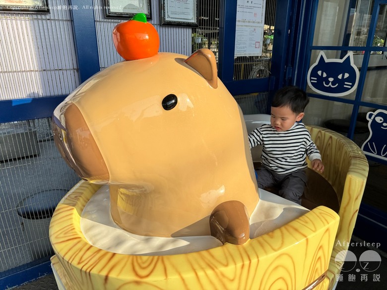 高雄梓官｜嘎逼&牛奶互動園區＿近距離與水豚、狐獴互動親子景點