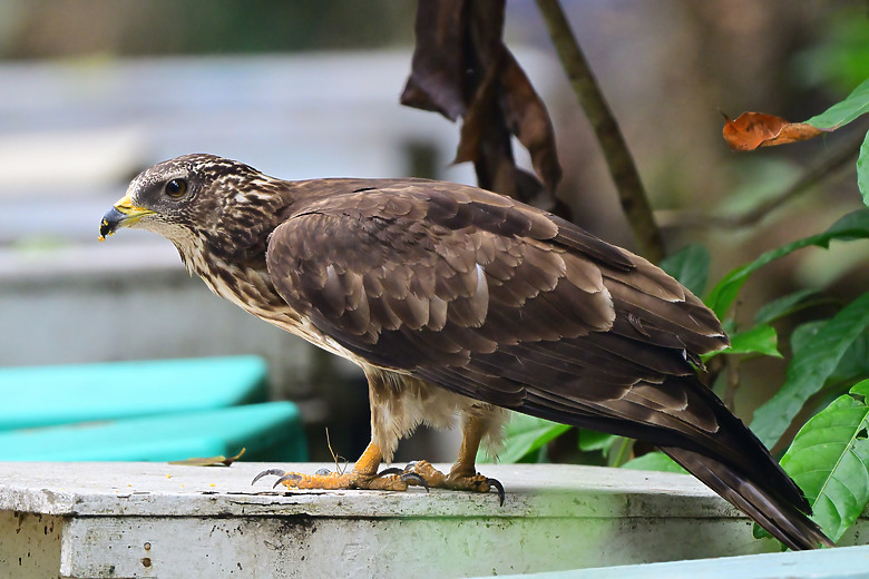 新年快樂！2025年元旦拍蜂鷹。