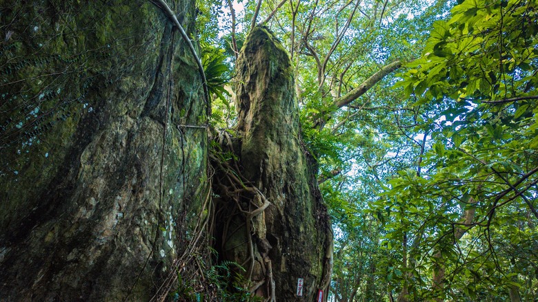 走進樹林秘境：山佳到鶯歌的自然之旅！牛埔山→石灰坑山→鶯歌石 9.45km、4h05m