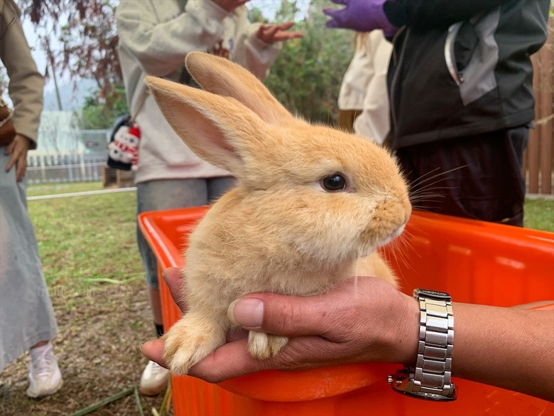 點我看大圖 許多可愛的超萌小動物,有超人氣的水豚君、笑笑羊,可以零距離和牠們互動
