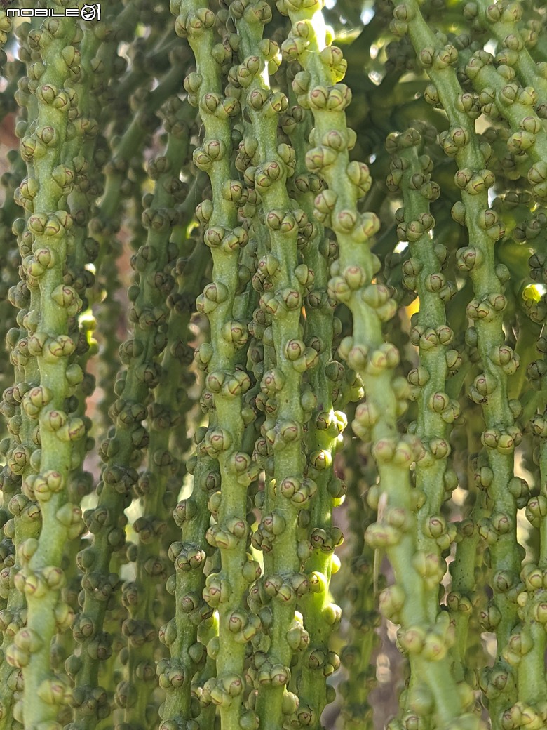 紅花風鈴木+非洲芙蓉 台南市仁德區仁德滯洪池 01/18