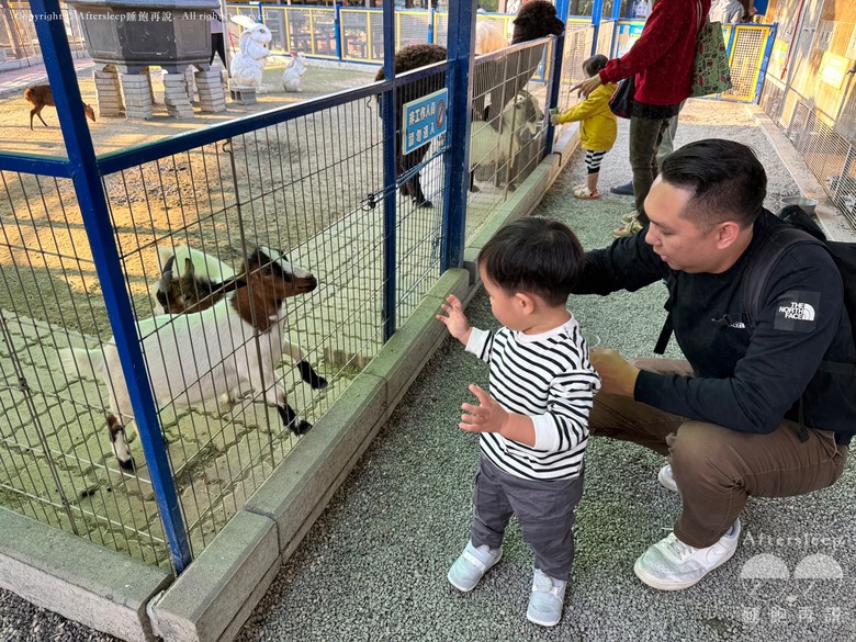 高雄梓官｜嘎逼&牛奶互動園區＿近距離與水豚、狐獴互動親子景點