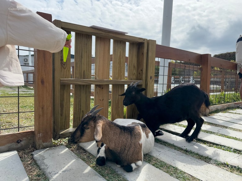 屏東恆春｜墾丁鹿ㄦ島水豚生態園區 Paradise of capybara ＿近距離看到水豚還可以一起游泳／親子放電的療癒好地方