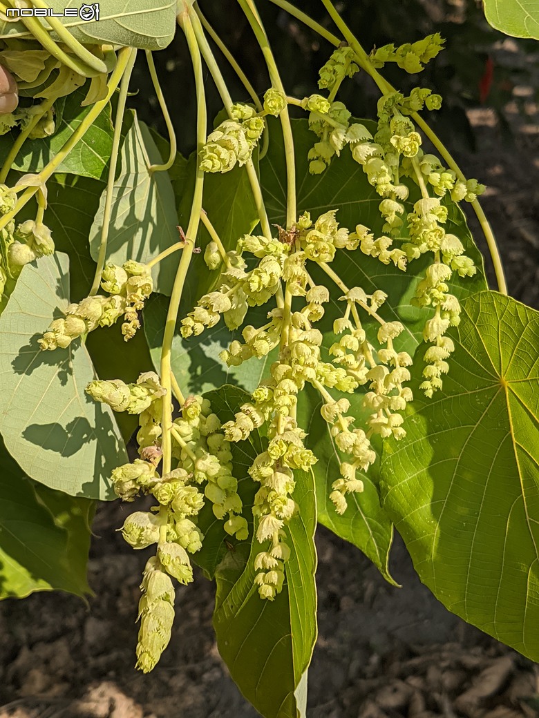 紅花風鈴木+非洲芙蓉 台南市仁德區仁德滯洪池 01/18