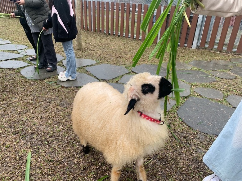 點我看大圖 許多可愛的超萌小動物,有超人氣的水豚君、笑笑羊,可以零距離和牠們互動