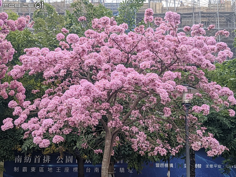 紅花風鈴木 台南市東區中華東路一段平實路口 01/01