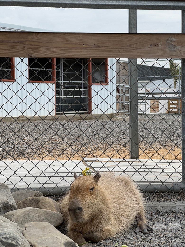 屏東恆春｜墾丁鹿ㄦ島水豚生態園區 Paradise of capybara ＿近距離看到水豚還可以一起游泳／親子放電的療癒好地方