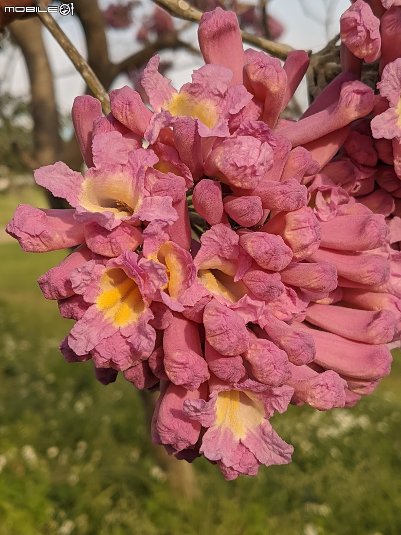 紅花風鈴木+非洲芙蓉 台南市仁德區仁德滯洪池 01/18