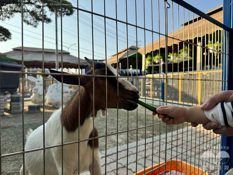 高雄梓官｜嘎逼&牛奶互動園區＿近距離與水豚、狐獴互動親子景點