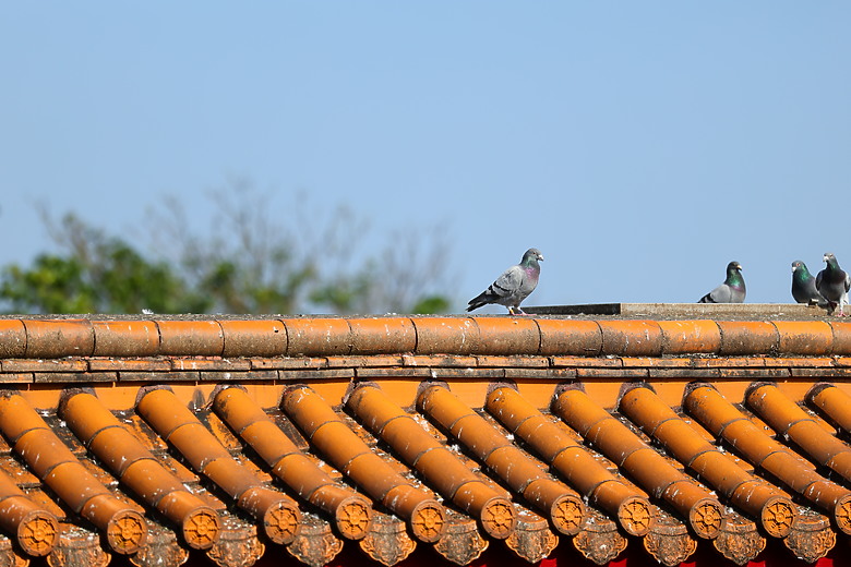 點我看大圖 Canon RF 70-200mm f/2.8L IS USM Z 評測報告|全能望遠變焦神鏡、7.5 級防手震超有感!