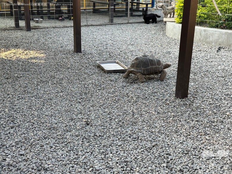 高雄梓官｜嘎逼&牛奶互動園區＿近距離與水豚、狐獴互動親子景點